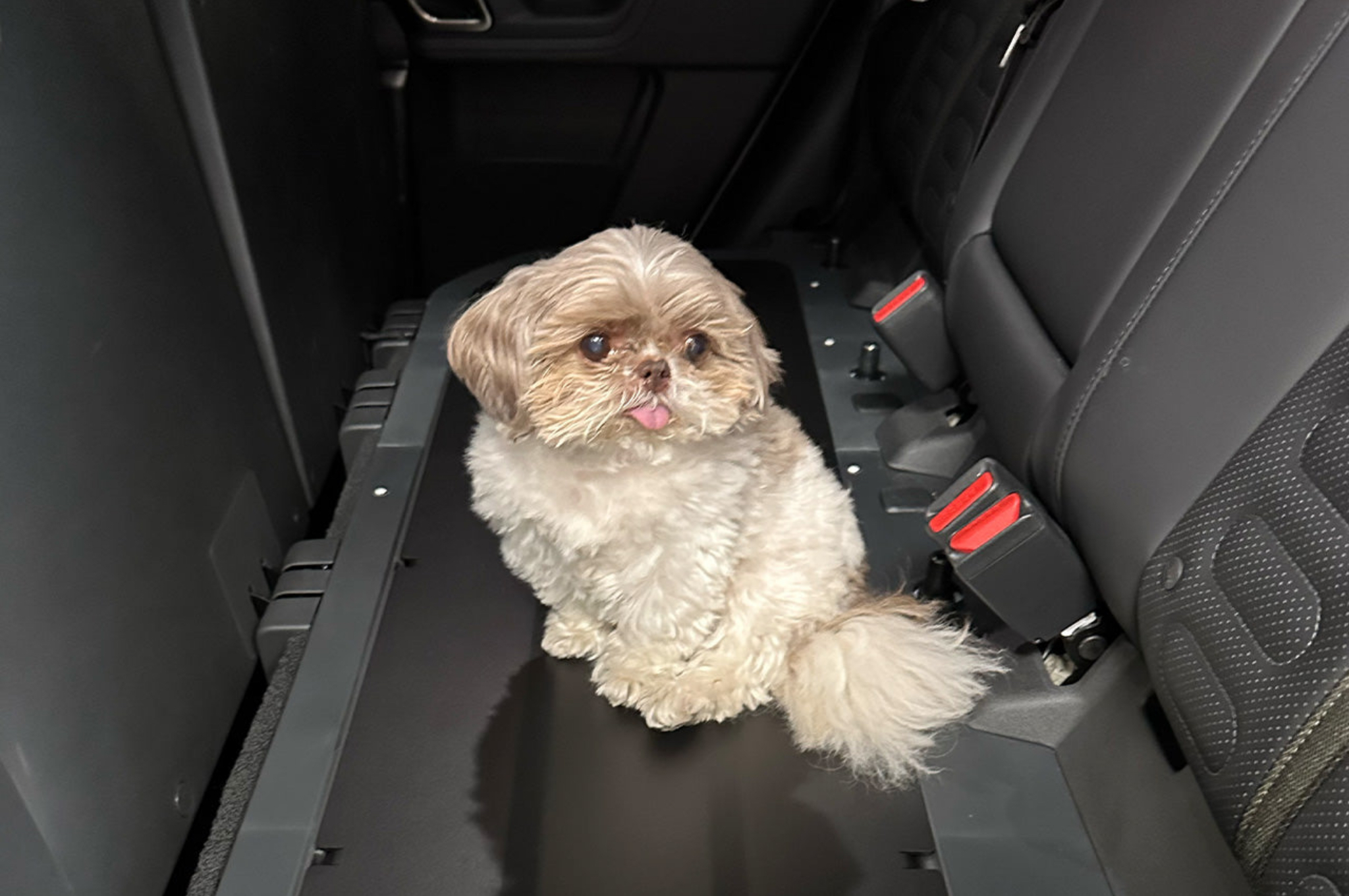 Rivian R1T R1S Advice please - getting dog in/out of R1T IMG_1588