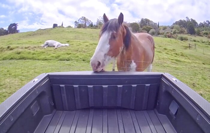 A horse tried to eat my truck! Pictures of the body damage + Gear Guard video