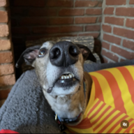 caldoguy